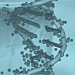 Comparison of Concept of Bioethics between the East and the West
