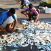 investigating-role-social-capital-fishing-cooperatives-and-resilience-coastal-poor-sri-lanka